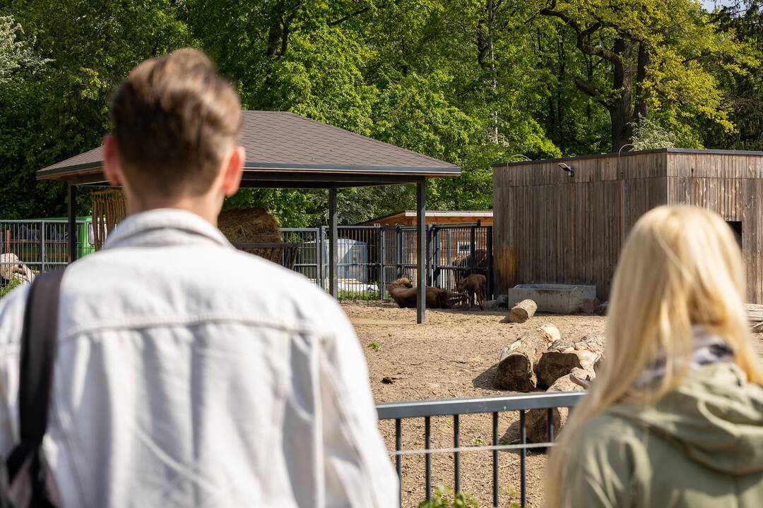Zoologijos sode pristatytas stumbriukas
