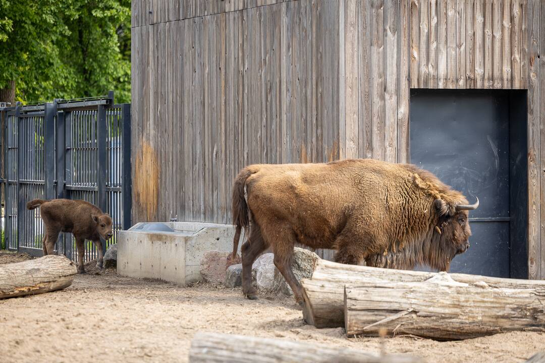 Zoologijos sode pristatytas stumbriukas