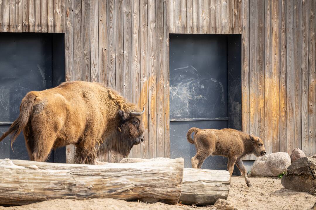 Zoologijos sode pristatytas stumbriukas