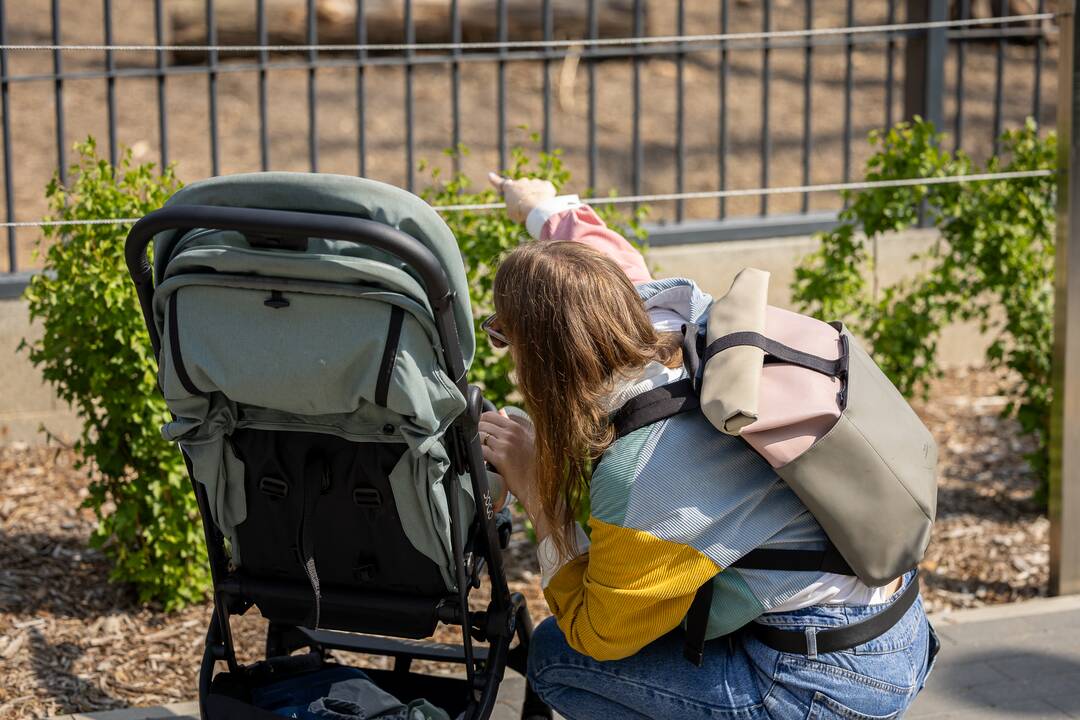 Zoologijos sode pristatytas stumbriukas