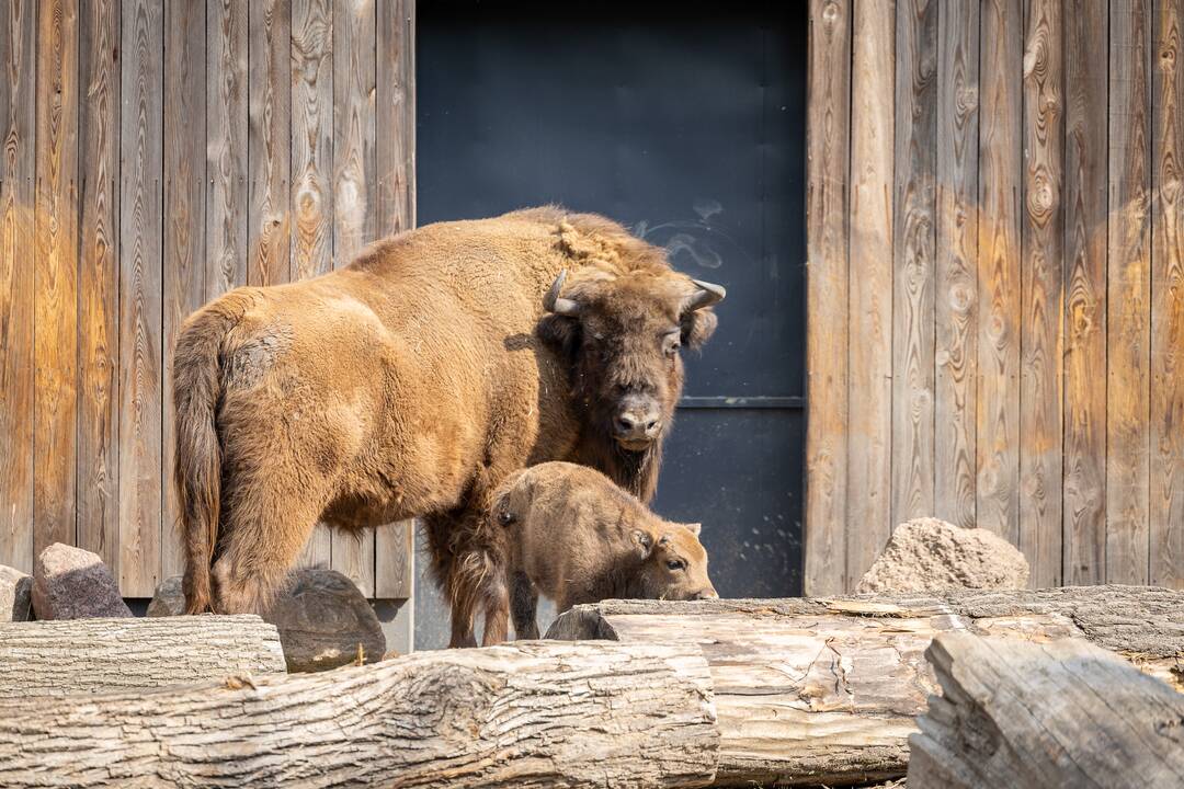 Zoologijos sode pristatytas stumbriukas