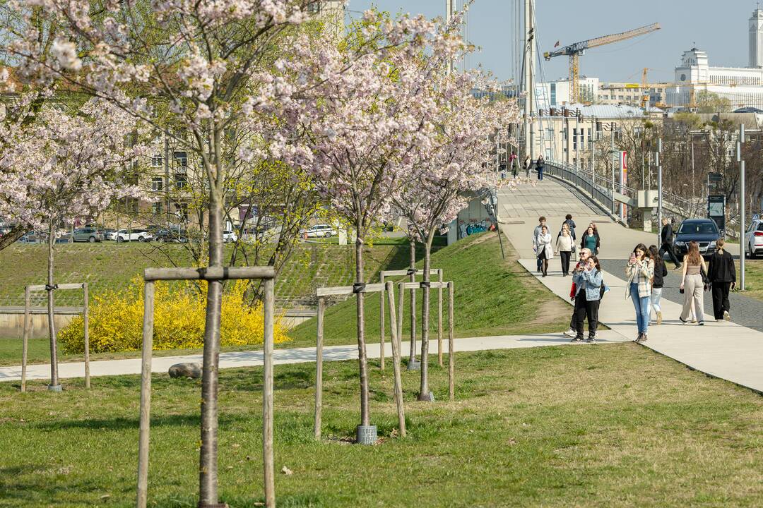 Nemuno saloje žydinčios sakuros traukia praeivius