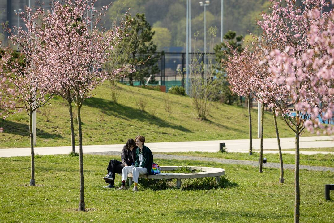 Nemuno saloje žydinčios sakuros traukia praeivius