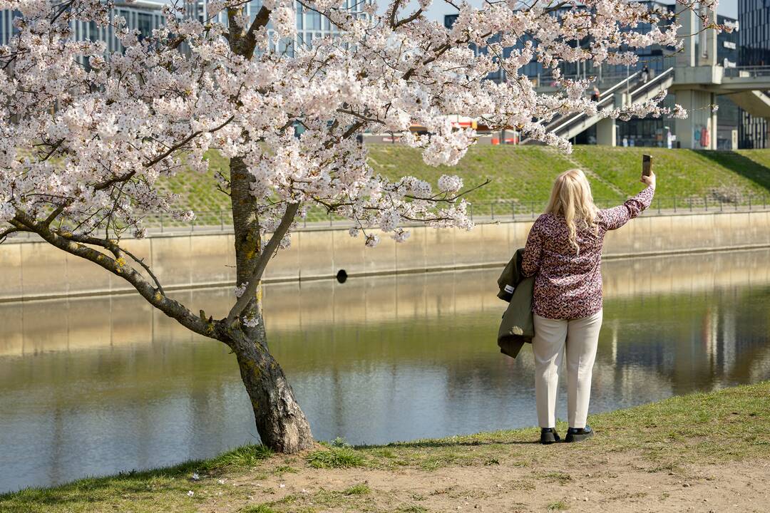 Nemuno saloje žydinčios sakuros traukia praeivius