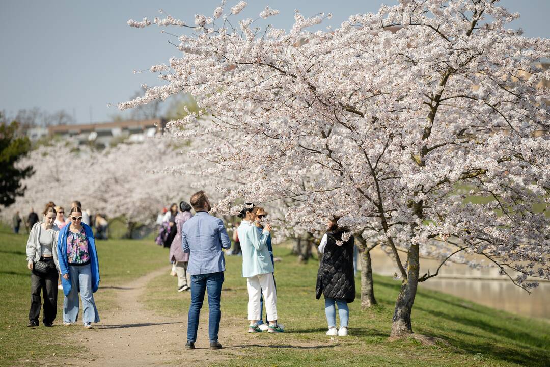 Nemuno saloje žydinčios sakuros traukia praeivius