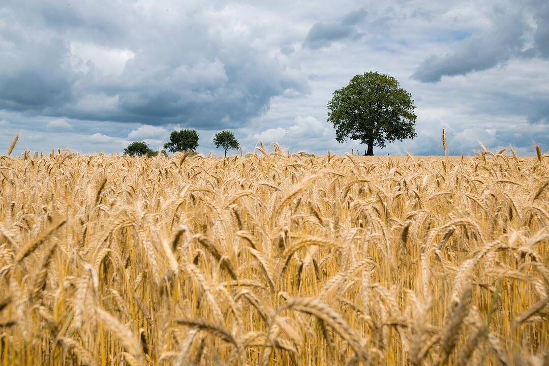 Orai: šaltoka lietuviška vasara užsitęs