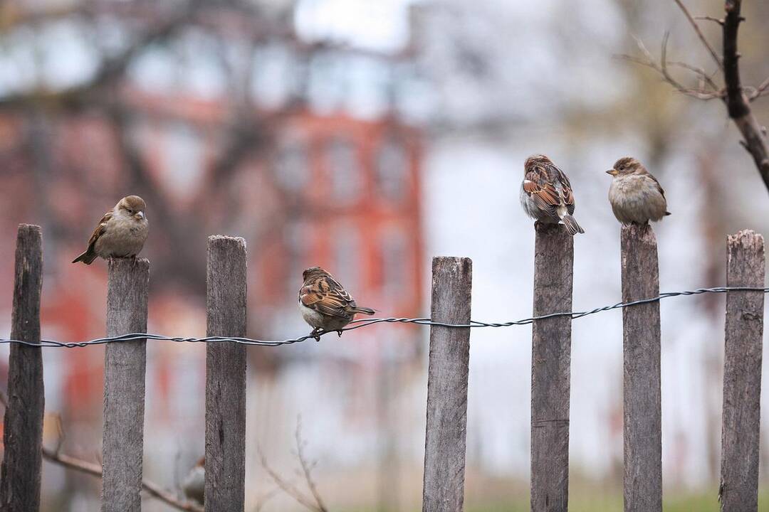 Orai: žiema nustebins – savaitgalį plūstels šiluma