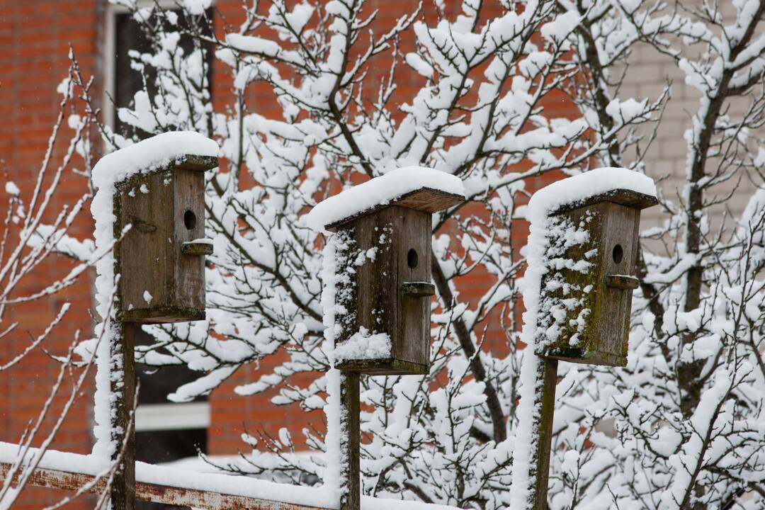 Gamtininkas: dar neišėjusi žiema jau paliko savo pėdsaką
