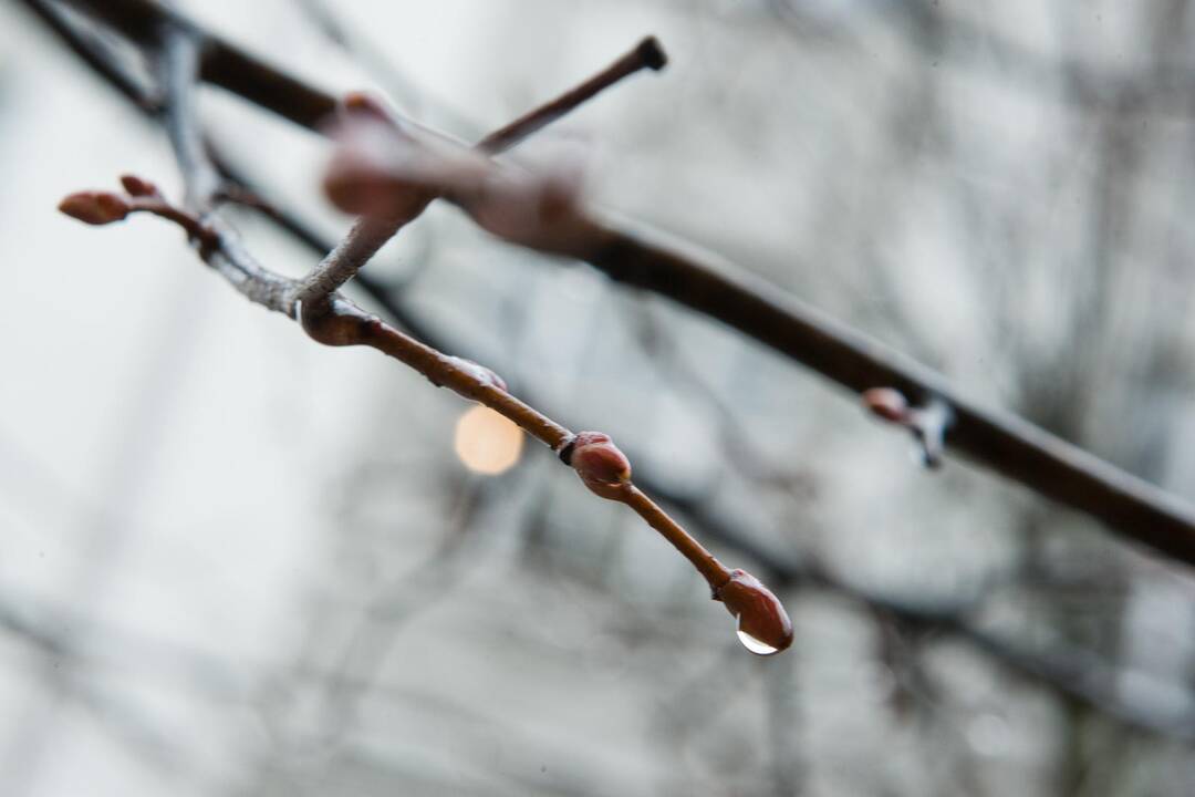 Orai: žemę gaivins pavasarinis lietus