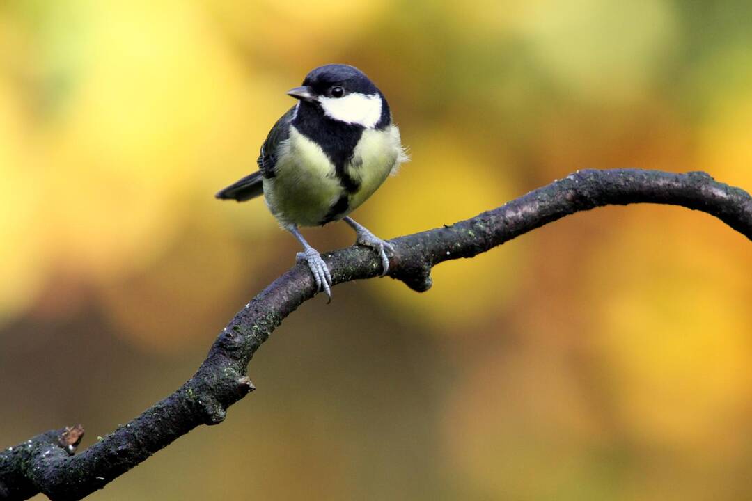 Atžagarus charakteris rudeninei gamtai prirašomas nepelnytai