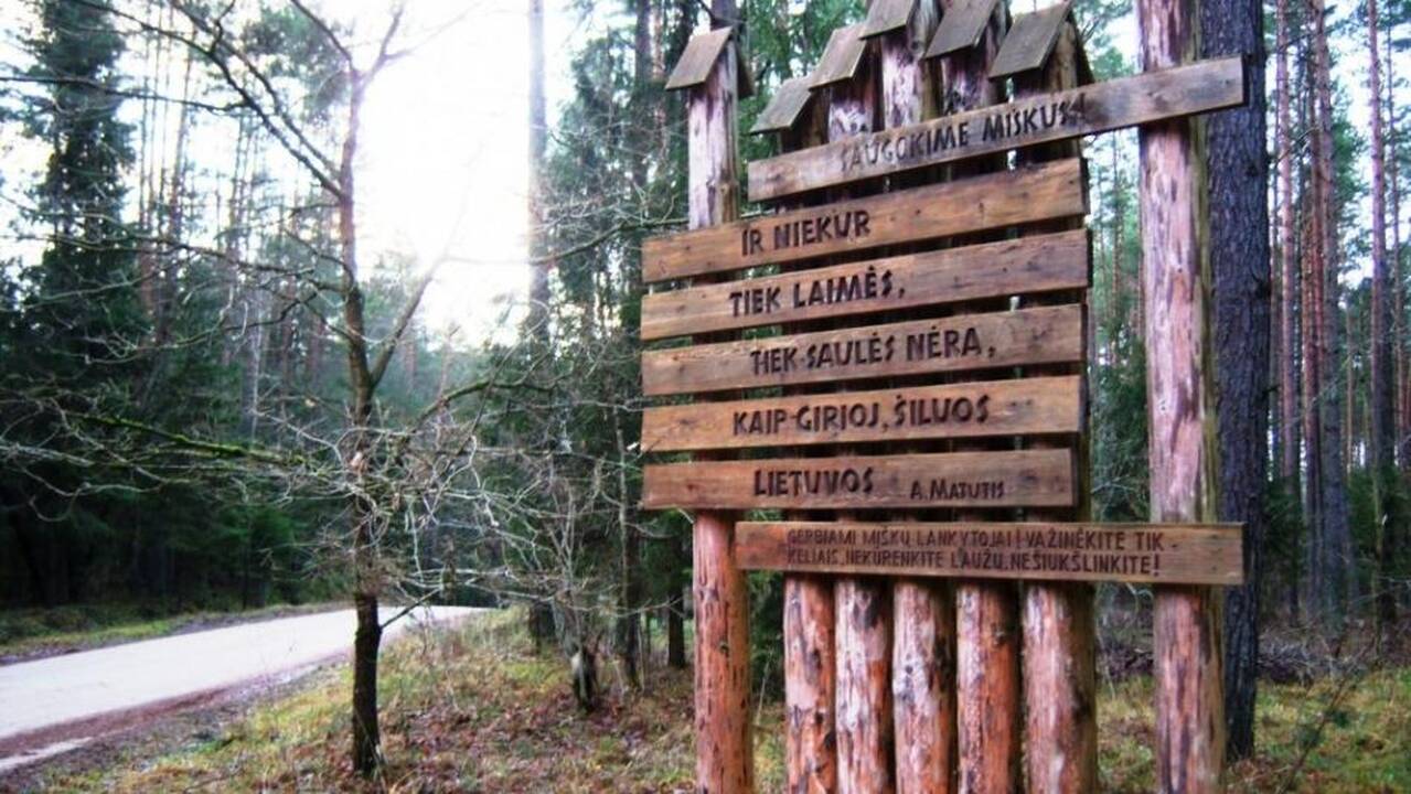A. Matučio eilės išskobtos medyje Dubravos miške. 