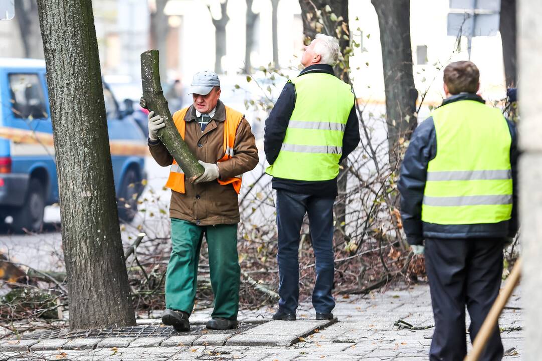 L. Sapiegos gatvėje genėjami medžiai