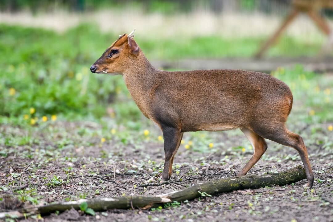 Zoologijos sodo sezono atidarymas