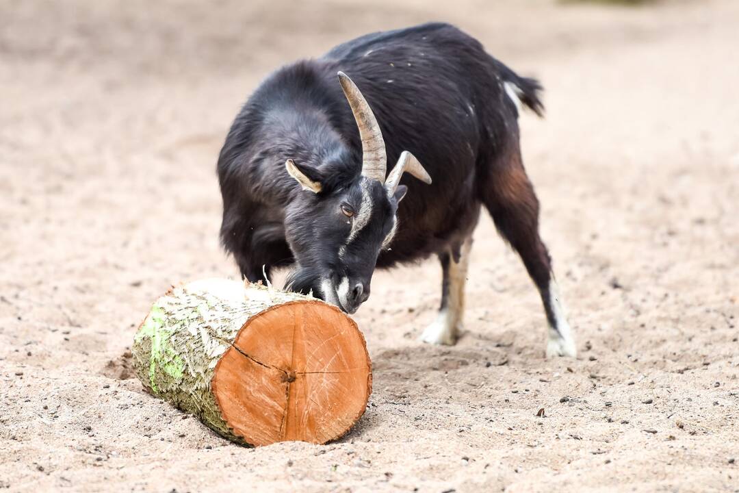 Zoologijos sodo sezono atidarymas