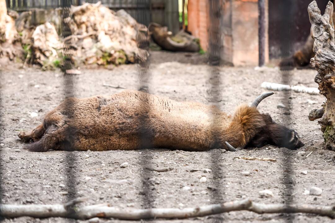 Zoologijos sodo sezono atidarymas