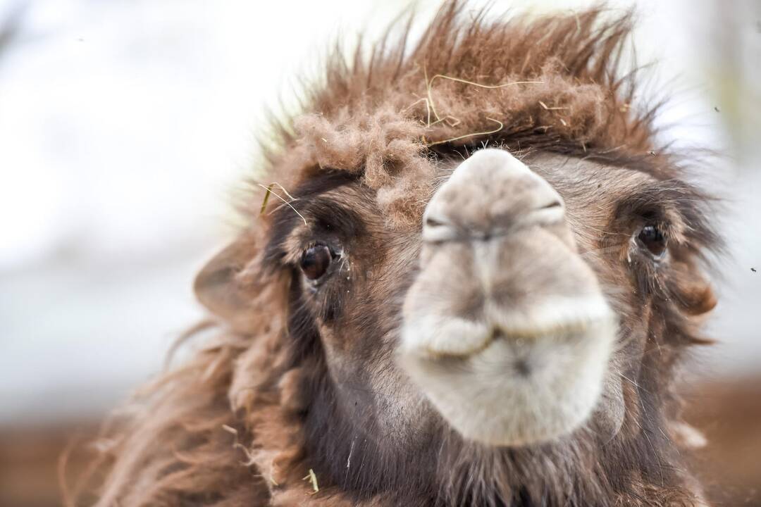 Zoologijos sodo sezono atidarymas
