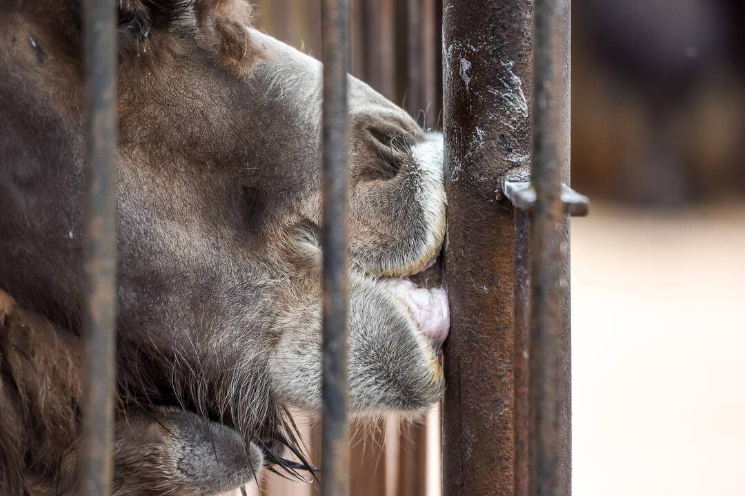 Zoologijos sodo sezono atidarymas