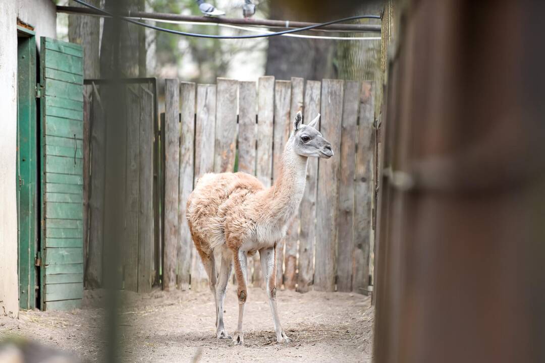 Zoologijos sodo sezono atidarymas