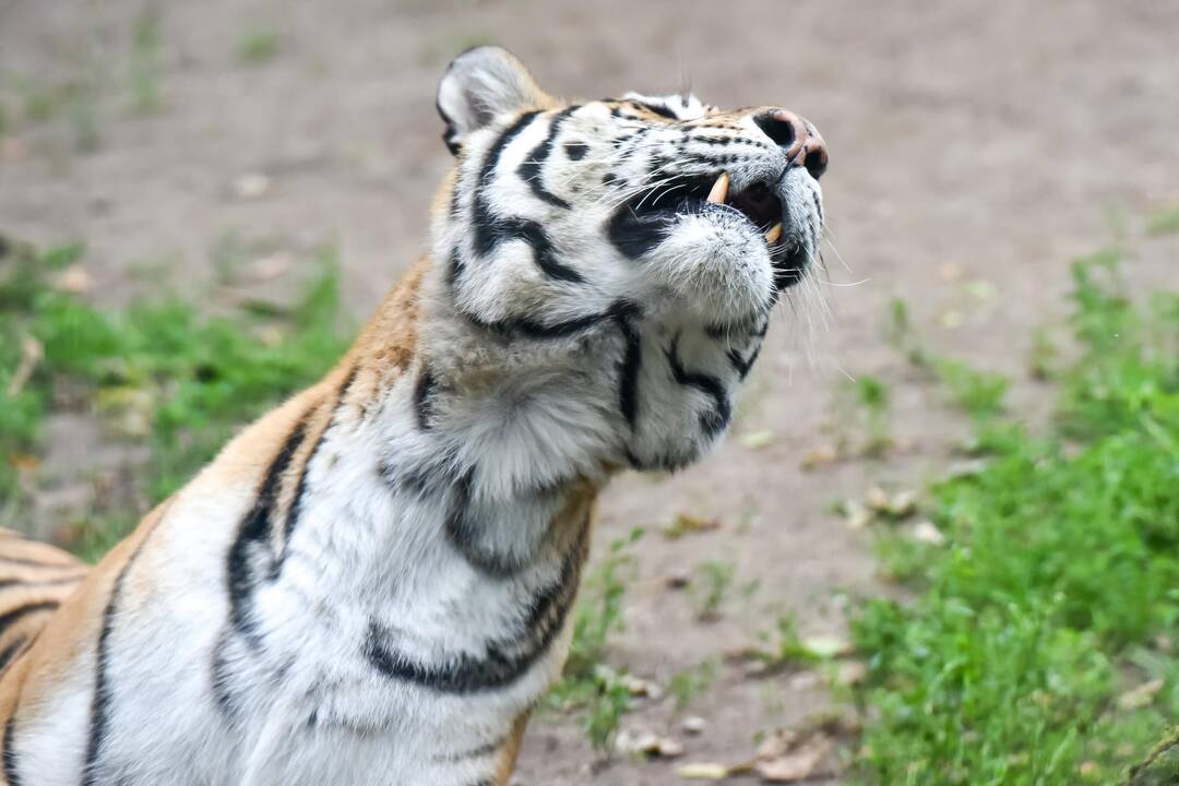 Tigro diena Lietuvos zoologijos sode
