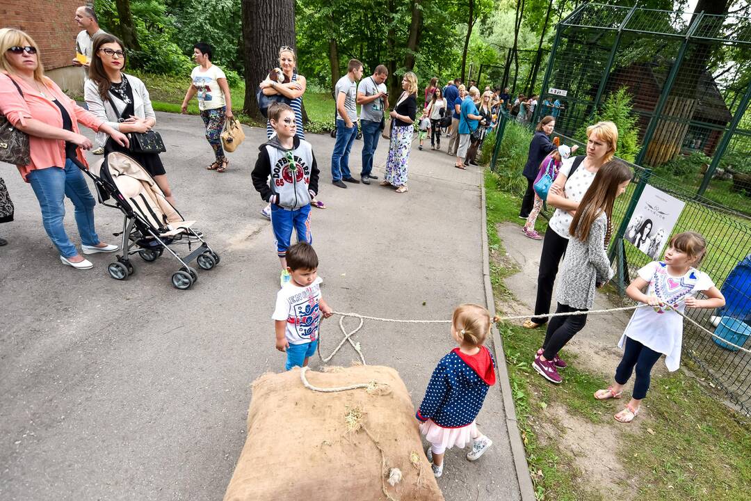 Tigro diena Lietuvos zoologijos sode