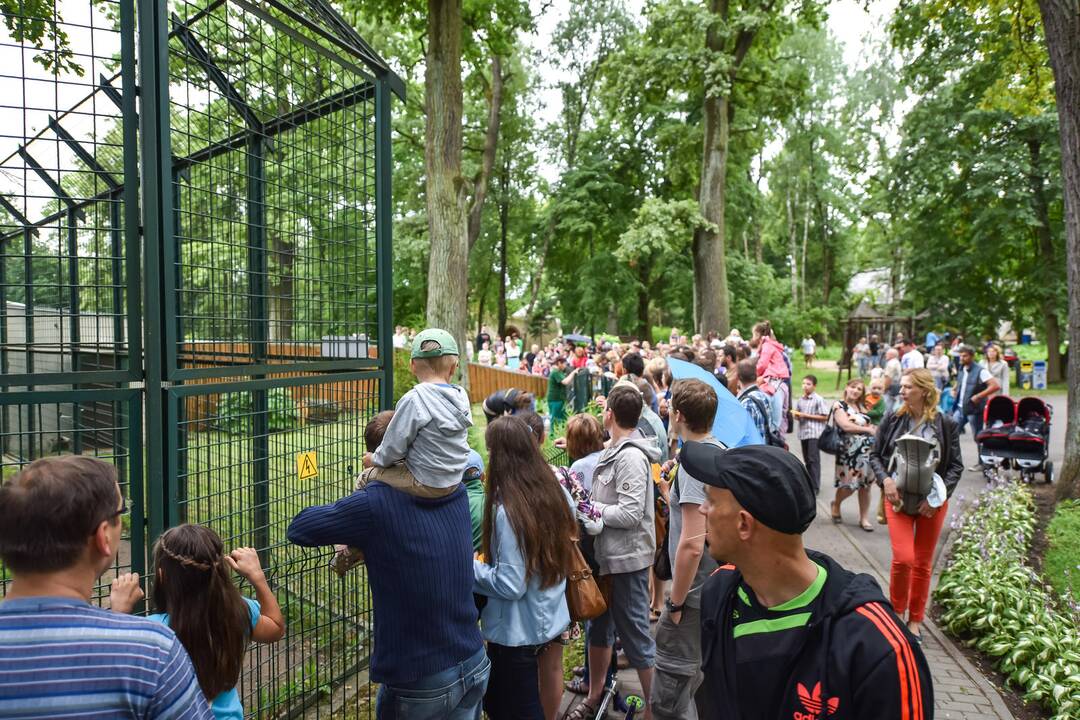Tigro diena Lietuvos zoologijos sode