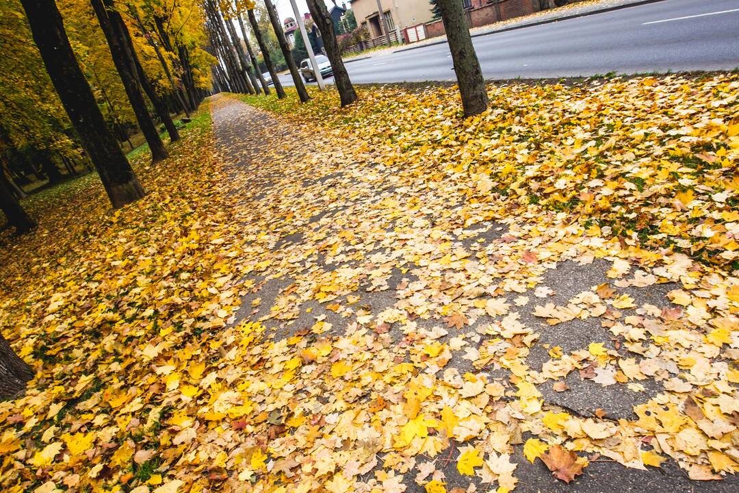 Žaliosios atliekos – ne galvosūkis, o nauda