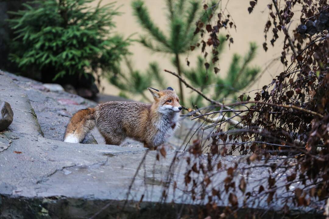 Zoologijos sode atidarytas korsakų voljeras