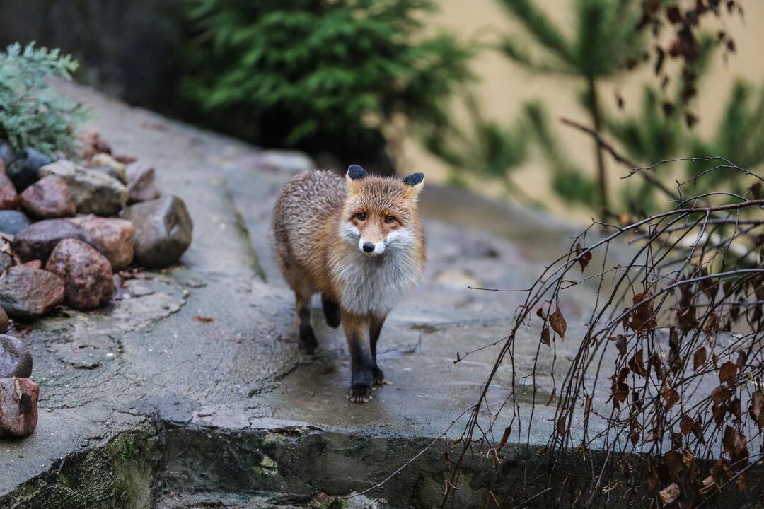 Zoologijos sode atidarytas korsakų voljeras