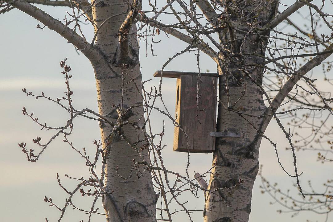 Karantinas Kaune. 12-oji diena