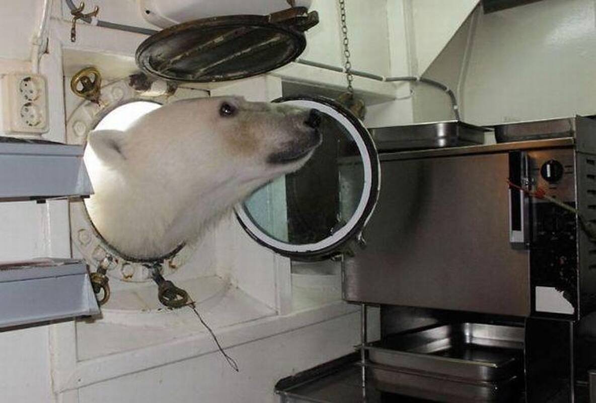 eįtikėtina: baltųjų lokių uoslė tokia jautri, kad jie užuodžia dvėselieną esančią daugiau kaip už 30 km.