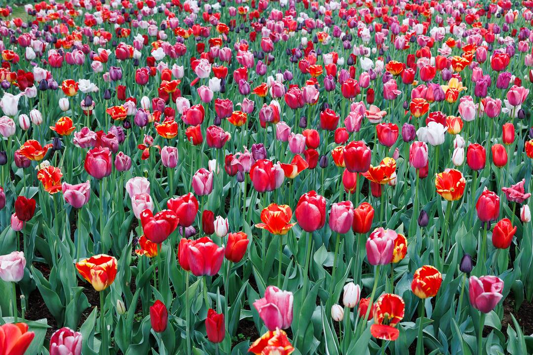 „Botaninių naktų“ magija ir koncertas