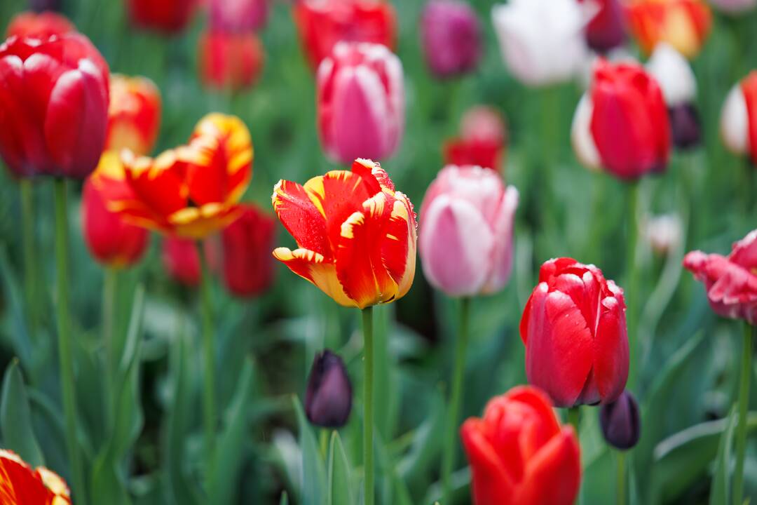 „Botaninių naktų“ magija ir koncertas