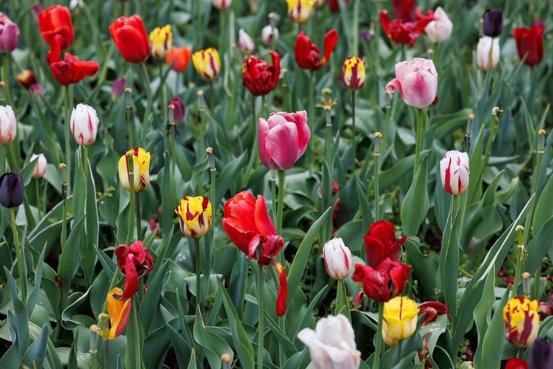 „Botaninių naktų“ magija ir koncertas