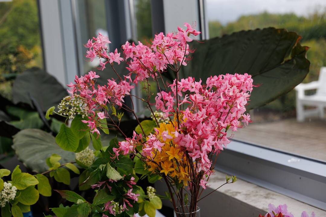 „Botaninių naktų“ magija ir koncertas
