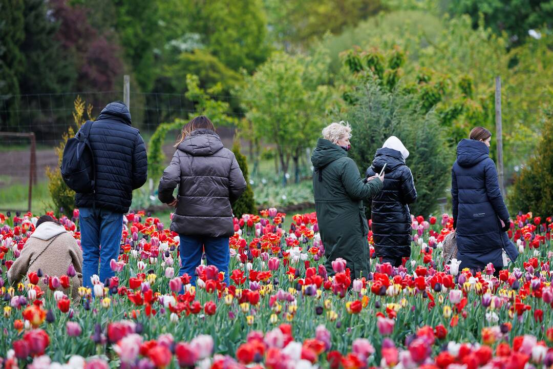 „Botaninių naktų“ magija ir koncertas
