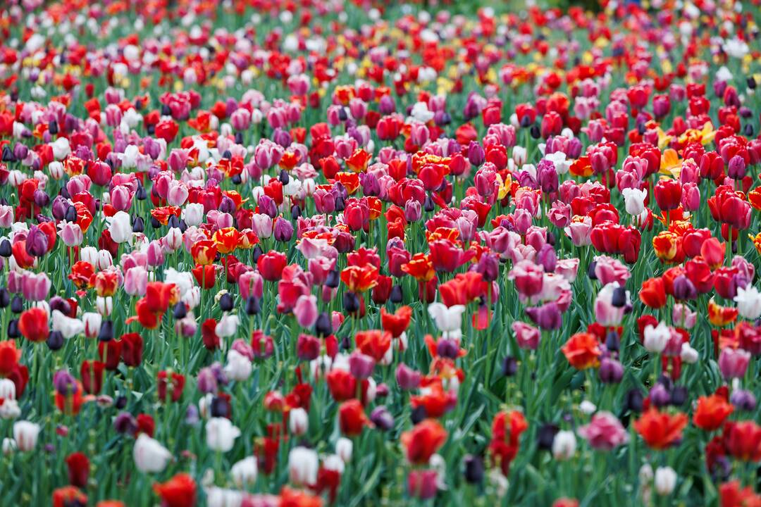 „Botaninių naktų“ magija ir koncertas