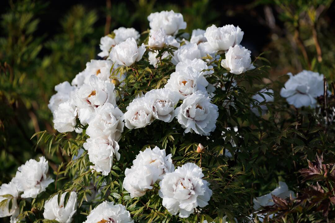 „Botaninių naktų“ magija ir koncertas