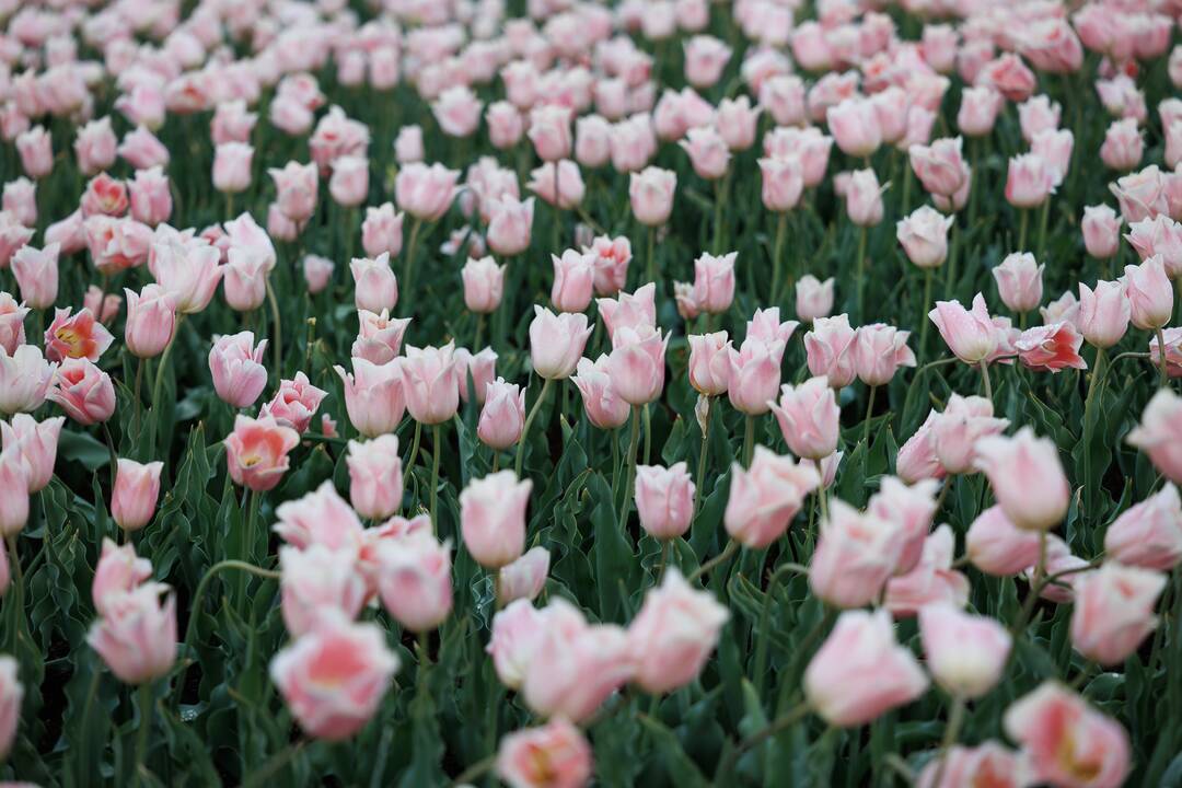 „Botaninių naktų“ magija ir koncertas