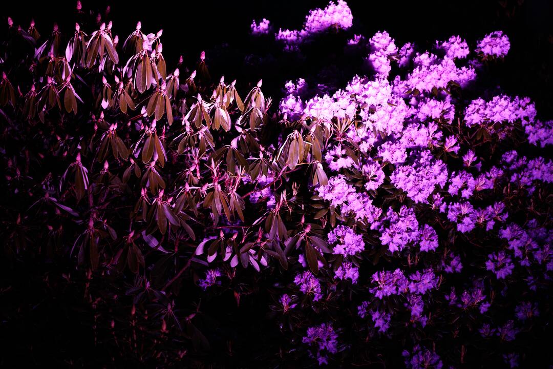 „Botaninių naktų“ magija ir koncertas