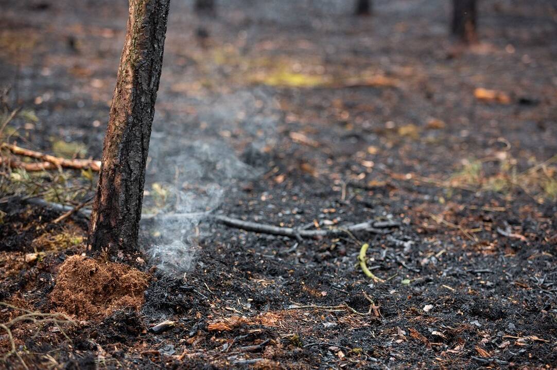 Policija pradėjo tyrimą dėl Minčiagirės girininkijoje kilusio gaisro