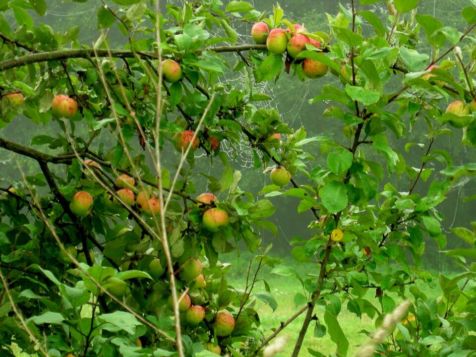Asociatyvi nuotr.