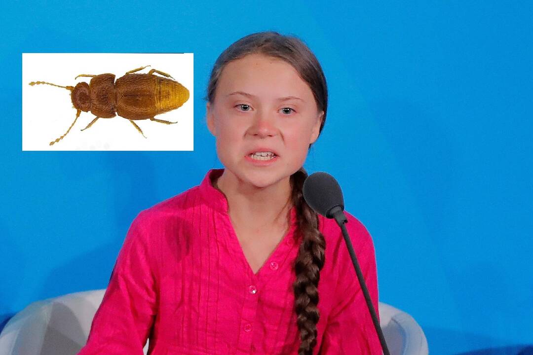 D. Britanijos muziejus mažytį vabalėlį pavadino klimato aktyvistės G. Thunberg vardu