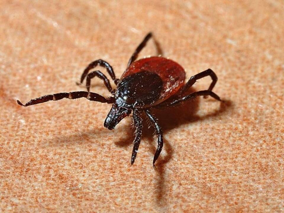 Asociatyvi nuotr.