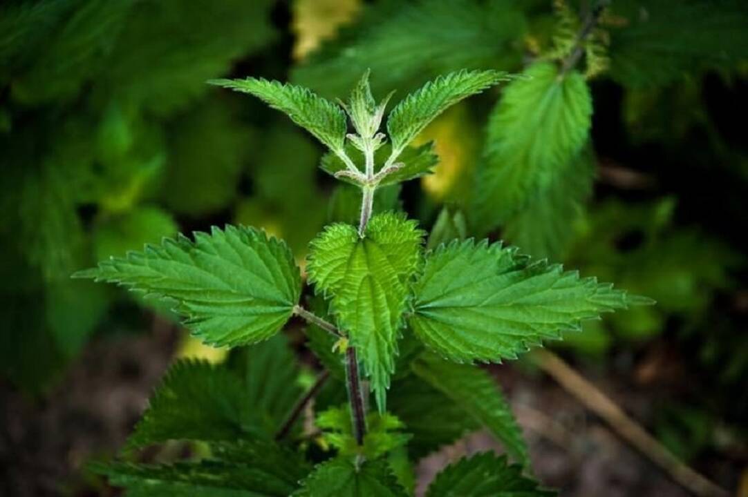 Asociatyvi nuotr.