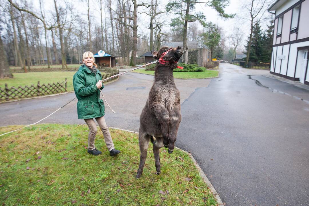 Zoologijos sode šventė