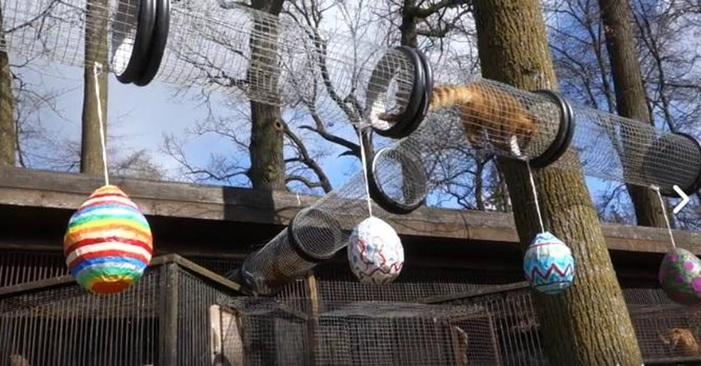 Velykinė nuotaika neaplenkė zoologijos sodo gyvūnų