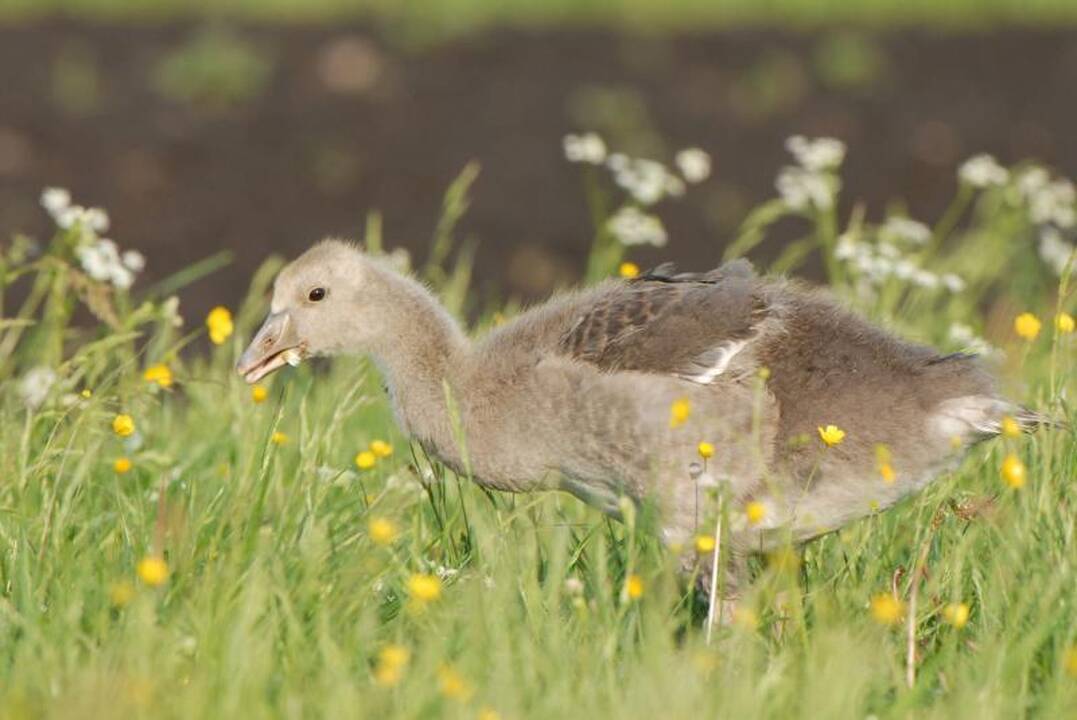 Neštis namo laukinių gyvūnų jauniklius – nusikaltimas gamtai