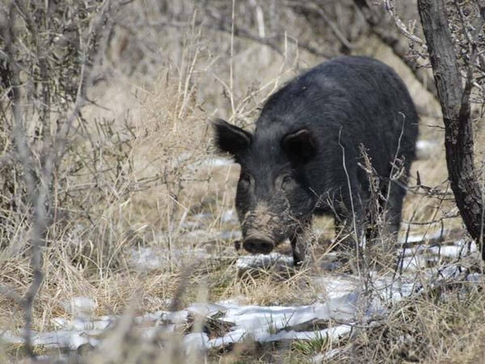 Šią savaitę – du nauji kiaulių maro atvejai