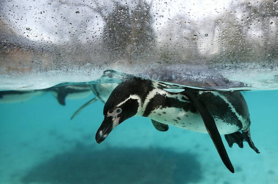 Londono zoologijos sodo gyvūnai