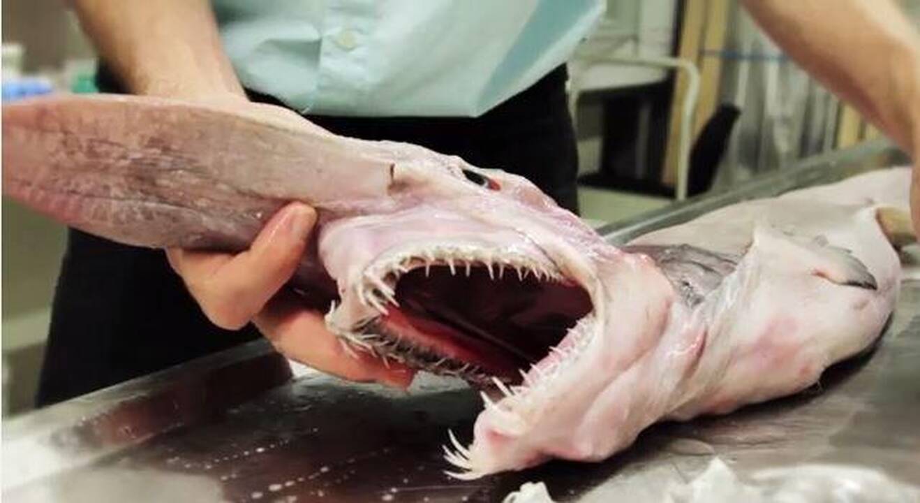Australijos muziejui perduotas neįprastos išvaizdos ryklys
